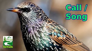 Starling bird call  song  sounds  common European [upl. by Gunzburg]