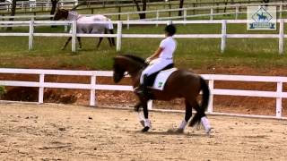 Hilkens Sales Video Stallion [upl. by Annalla300]