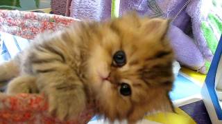 Cute Persian kitten Intrepid  073011 [upl. by Fabrianne48]