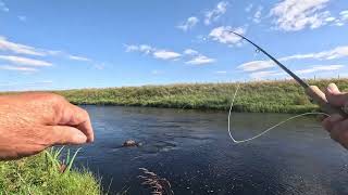 Salmon fishing on the River Thurso 2024 Day 2 [upl. by Sucramraj]