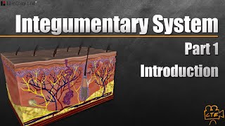 Integumentary System In 9 Minutes Part 1 Of 3 [upl. by Switzer]