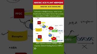 ABA Signaling Pathway in Plants 🔥 Shorts [upl. by Socrates]