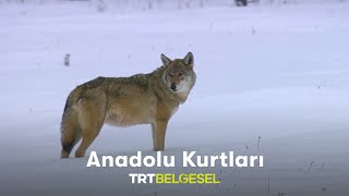 Anadolu Kurtları [upl. by Ymerej]