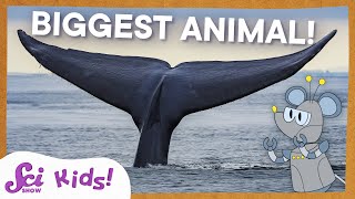 Blue Whales The Biggest Animal EVER  SciShow Kids [upl. by Osana]