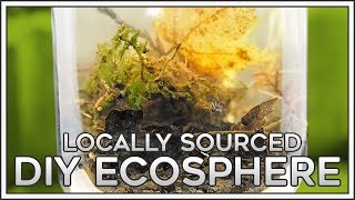 Locally Sourced DIY Ecosphere [upl. by Etnahsal846]