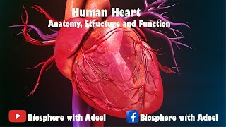 Human Heart  Circulatory System  Heart Structure and Function [upl. by Elttil943]