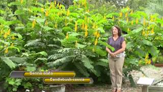 Grow a Candlebush cassia Senna alata [upl. by Nodababus]