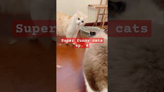 SUPER FUNNY CATS EPISODE 4 shorts [upl. by Yrotciv88]