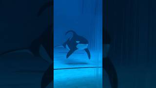 orcas chimelong Ocean Kingdom orca animals [upl. by Yelrihs121]