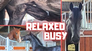 A busy day In the evening it is time to relax With the horses  Friesian Horses [upl. by Johm]