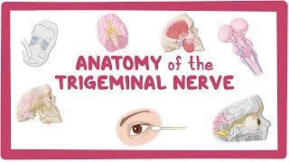 Anatomy Neuroscience 1 Module  Trigeminal Nerve amp Ganglion amp Otic Ganglion amp PterygoPalatine Fossa [upl. by Vola]