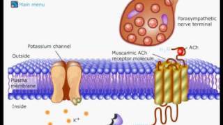 acetylcholine [upl. by Fronia]