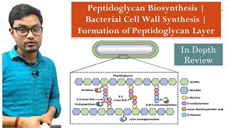 Peptidoglycan Biosynthesis  Bacterial Cell Wall Synthesis  Formation of Peptidoglycan Layer [upl. by Asare]