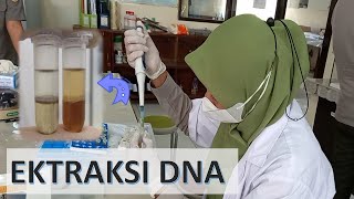 Ektraksi DNA Tumbuhan Buffer CTAB Ektraksi DNA Tanaman  Isolasi DNA  DNA extraction [upl. by Aciras511]