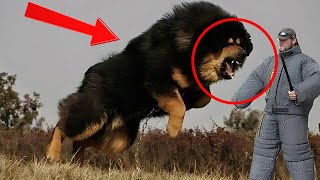 How To stop Dog Aggression Quickly In Few Steps [upl. by Noach]