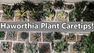 HOW TO CARE HAWORTHIA PLANT  Local And Imported [upl. by Ahsil]