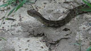 Bothrops atrox pelo de gato cuatro narices equis [upl. by Llecrad]