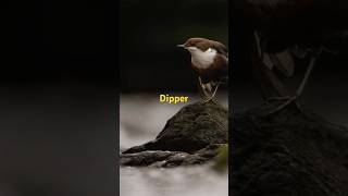 A Short Avocet Golden Plover and Dipper  on quotCamilla amp Iquot [upl. by Leuneb]