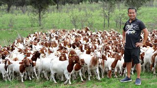 Why dont you need a big land to raise goats Discover the untold secrets of successful goat farming [upl. by Farl]