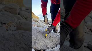 Hidden beneath soft shale we found a limestone rock This contained an array of beautiful fossils [upl. by Dona]