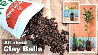 Syngonium Plant Potting using Clay Balls LECA  Semi Hydroponics shorts [upl. by Drofdeb484]