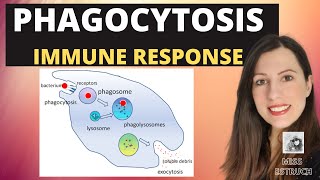 PHAGOCYTOSISAlevel Biology Phagocytes and macrophages engulf pathogens amp lysozyme destroys them [upl. by Wendy965]