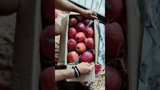 kashmiriapple kashmir apple appleofmyeye farmfresh organic organicfarming fresh [upl. by Norvan]