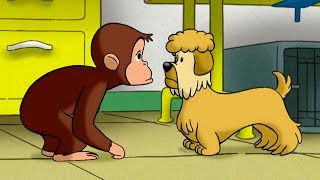 George va a una mostra canina 🐵 Curioso Come George 🐵 Cartoni per Bambini [upl. by Solracnauj]