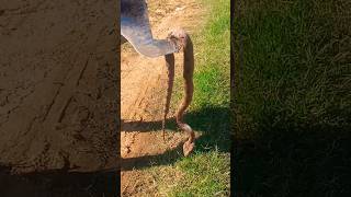 Look this snake was in the sugarcane plantation we were cutting🐍😱 shorts animals snake [upl. by Konikow]