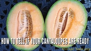 How To Tell If Your Cantaloupes Are Ready To Harvest [upl. by Nilesoj961]