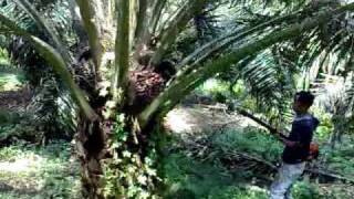 Malaysia Palm Oil  From Tree to Table Part 2 [upl. by Townsend]