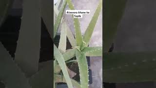 Aloe vera khane ke fayde video shorts [upl. by Myrah110]