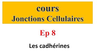 cours jonctions cellulaires Ep 8  Les cadhérines [upl. by Eineg655]