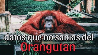 Top 10 Datos interesantes de los Orangutanes [upl. by Ariel558]