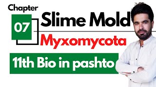 Plasmodial Slime Mold Myxomycota  Funguslike protists  Fungi and protista chapter 07 [upl. by Shepperd]