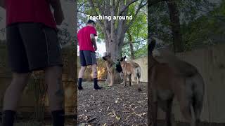 dog dogs training train howto tips tipsandtricks tricks puppy doglover malinois explore [upl. by Besnard]