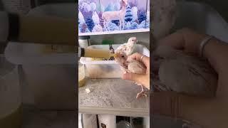 HandFeeding My Baby Cockatiel A Bonding Moment [upl. by Sioux992]