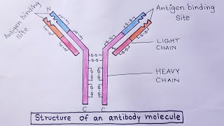 How to draw antibody diagram step by step easy। । antibody structure ।।diagram of antibody। । [upl. by Springer634]