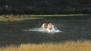 Elk Fighting in River  Yellowstone National Park [upl. by Alrats]