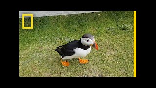 Watch Curious Puffin Befriends a Tourist  National Geographic [upl. by Allenrac788]