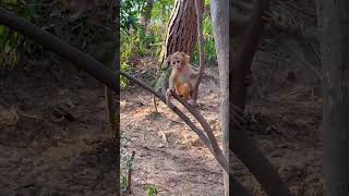 Baby monkey sound monkey Monkey animals Animals surviveshelter [upl. by Nhaj]