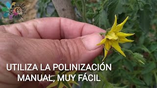 LA FORMA MANUAL DE POLINIZAR EL TOMATE Truco muy FÁCIL para tener muchos tomates [upl. by Fernyak211]