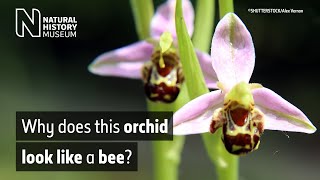 The bee orchid Ophrys apifera  Natural History Museum [upl. by Moishe606]