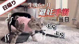 【大丈夫😢？】避妊手術後、子猫がこんな姿になると思いませんでした。 〜術前、術後の記録〜 [upl. by Sylram]