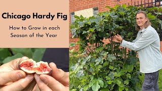 HARDY FIG Tree  How to Grow amp Care For in Spring Summer amp Winter [upl. by Froma]