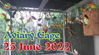 Aviary Cage 25 June 2022 [upl. by Ayital736]