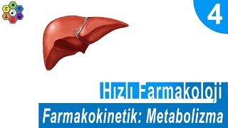 FARMAKOKİNETİK METABOLİZMA Hızlı Farmakoloji 4 [upl. by Nosreffej599]