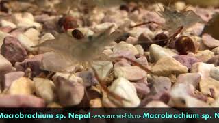 Macrobrachium sp Nepal [upl. by Nive]