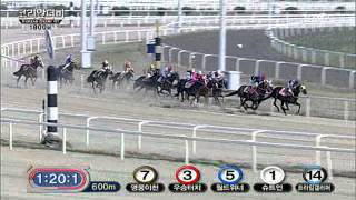 2011 Korean Derby G1  Gwangyajeil [upl. by Goodill]