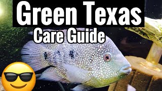 Carpintis Green Texas Cichlid Care  Size amp Aggression [upl. by Forsta]